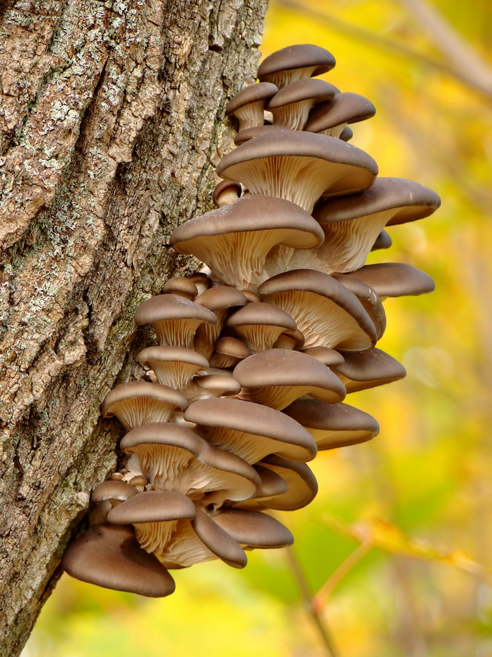 Champiñón marrón en tronco de árbol marrón