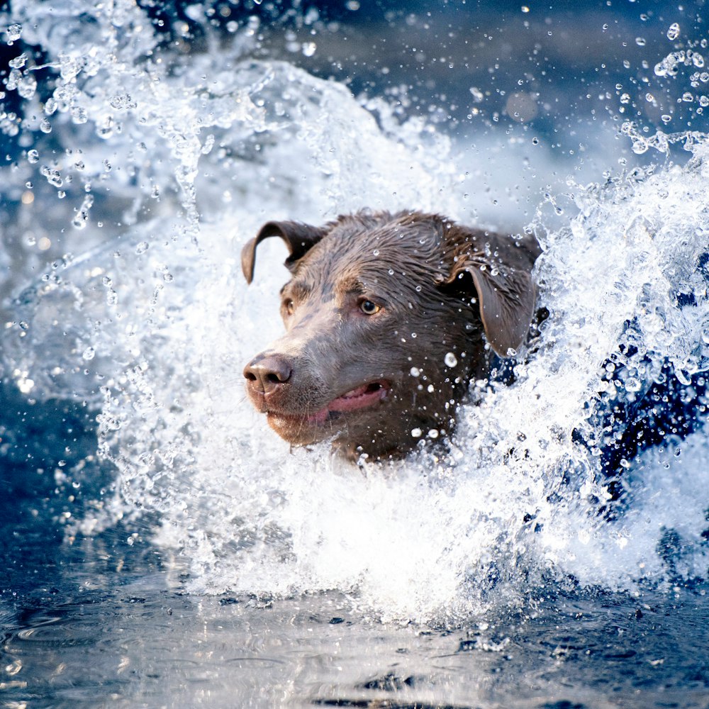 brown short coated dog in water