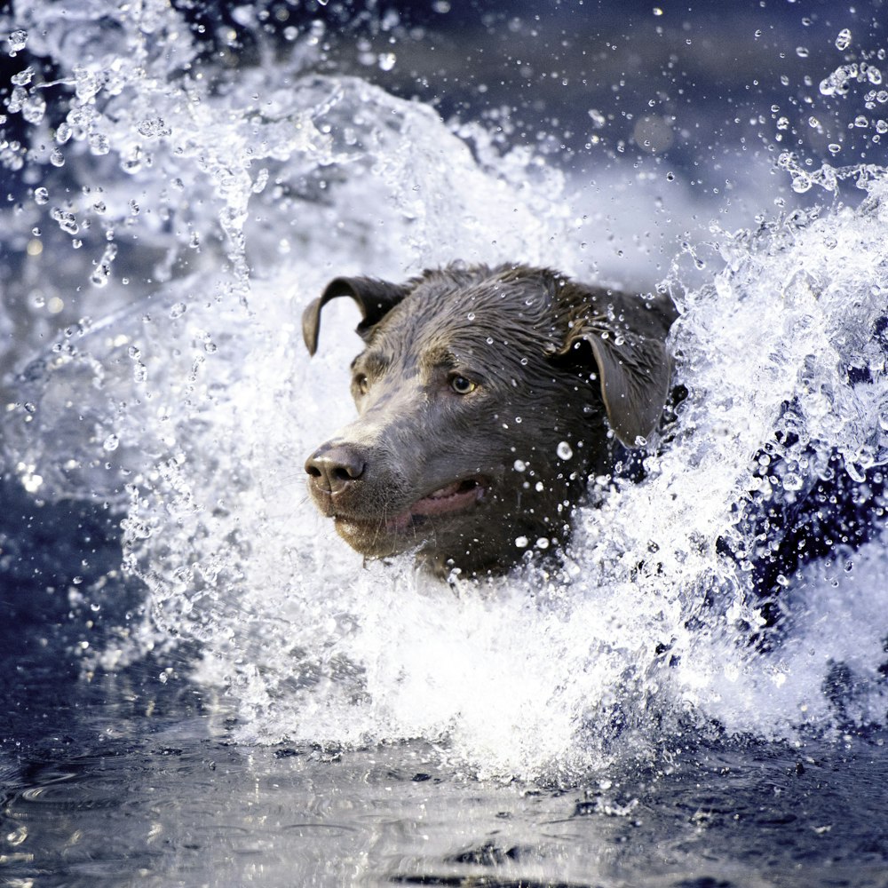 brown short coated dog in water