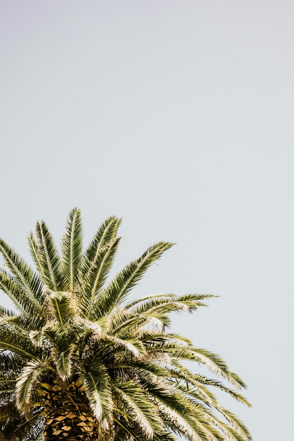 green palm tree under blue sky during daytime