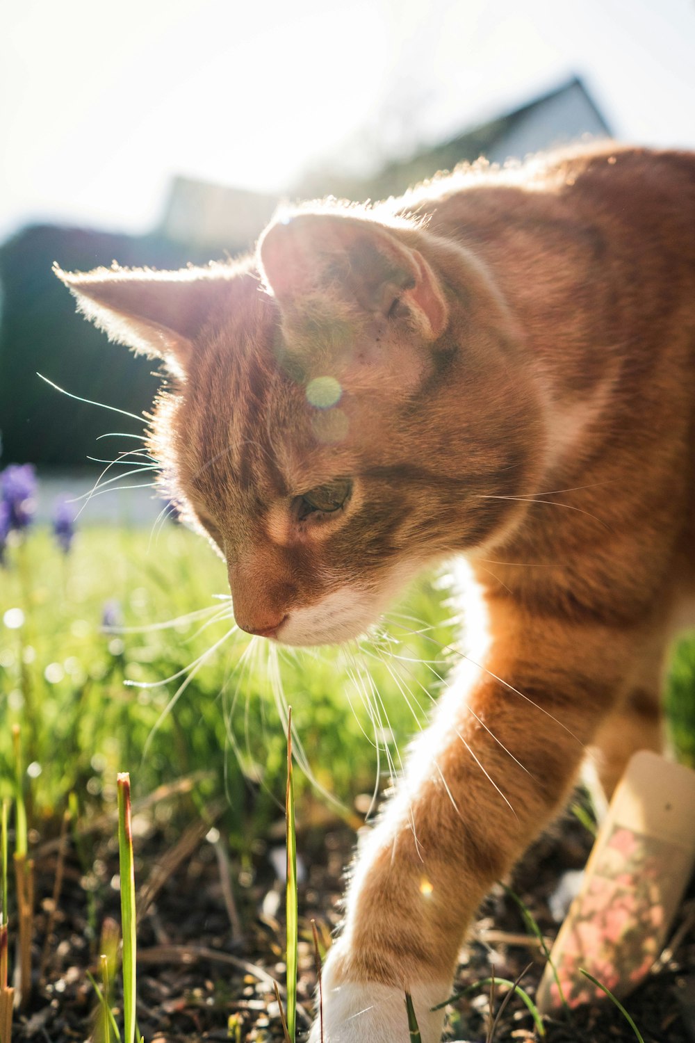 orange tabby cat on green grass during daytime