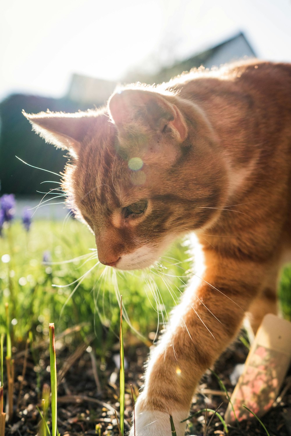 gatto soriano arancione su erba verde durante il giorno