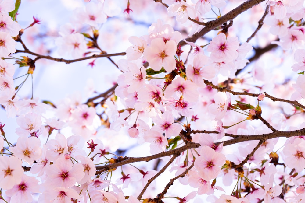 pink cherry blossom in bloom during daytime