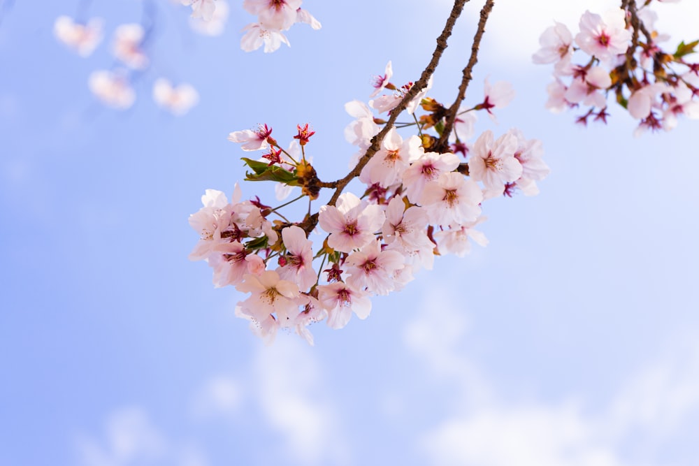 white and pink cherry blossom