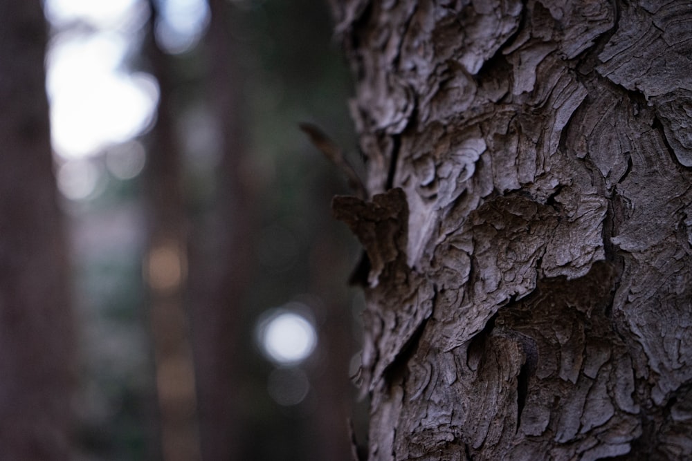 brown tree trunk in close up photography