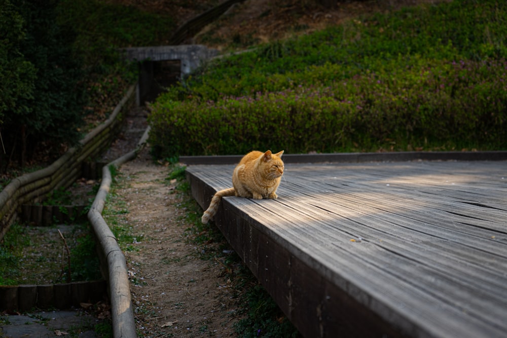 orangefarbene Tabby-Katze auf brauner Holzbank