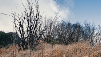 A landscape featuring wild, dry grass in the foreground and barren, leafless trees against a partly cloudy sky. The grass appears golden and dry, creating a contrast with the darker branches of the trees.