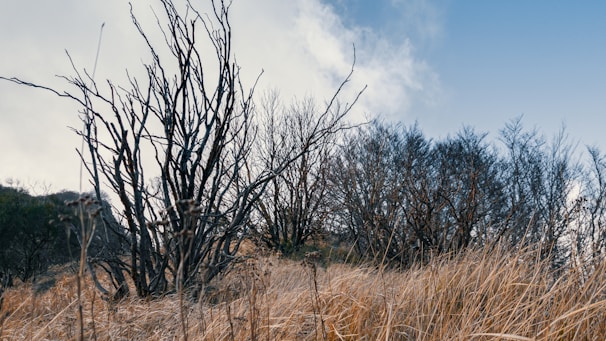 A landscape featuring wild, dry grass in the foreground and barren, leafless trees against a partly cloudy sky. The grass appears golden and dry, creating a contrast with the darker branches of the trees.