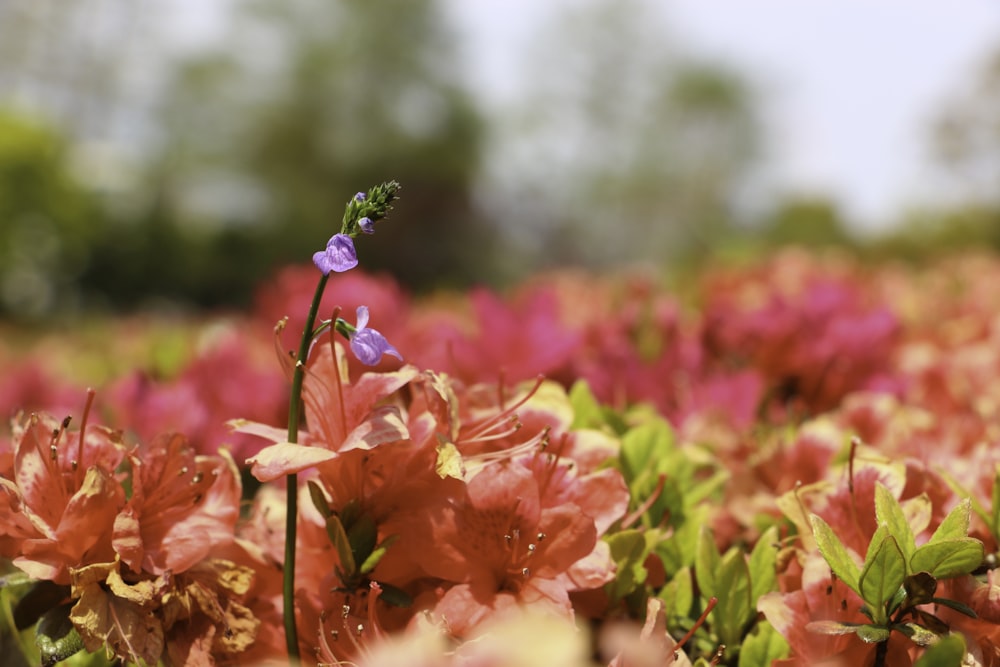 pink flowers in tilt shift lens