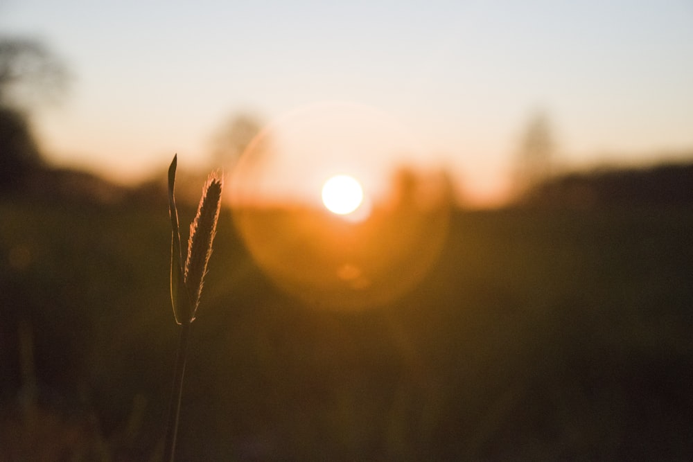 green grass during golden hour