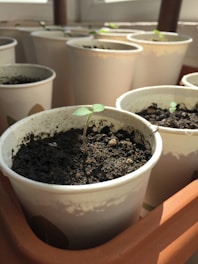 A series of small seedlings growing in paper cups filled with soil, placed in a sunny spot. The focus is on a young plant with delicate green leaves emerging from the dark soil.