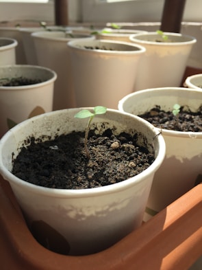 A series of small seedlings growing in paper cups filled with soil, placed in a sunny spot. The focus is on a young plant with delicate green leaves emerging from the dark soil.