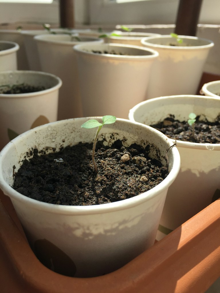 Mini Greenhouse Kit