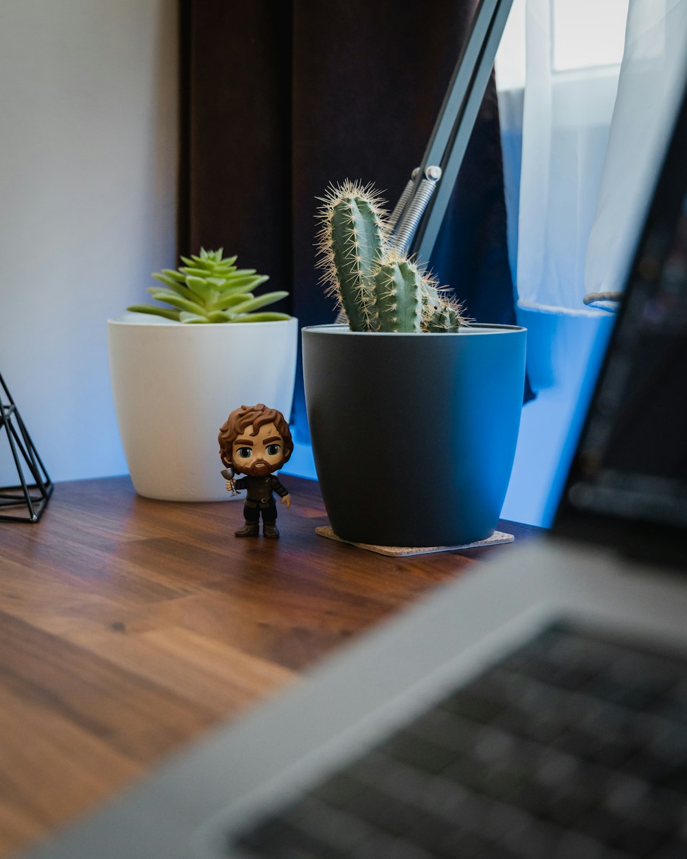 cactus plant in blue pot on brown wooden table