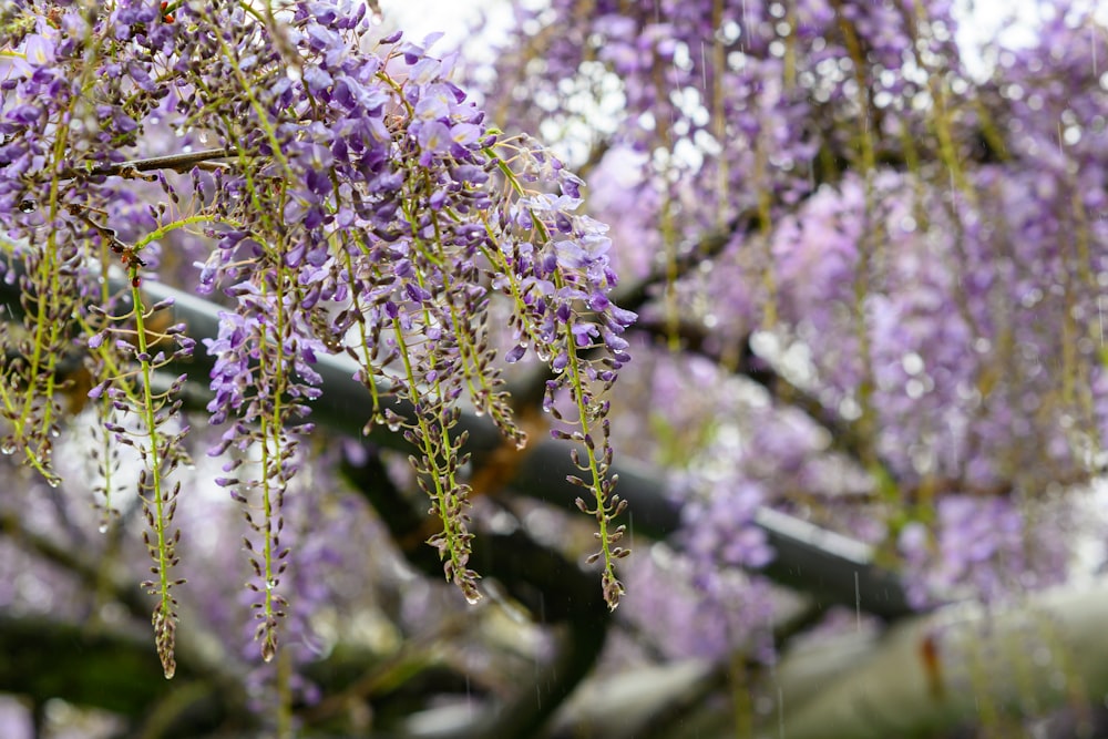 茶色の木の枝に紫色の花を咲かせる