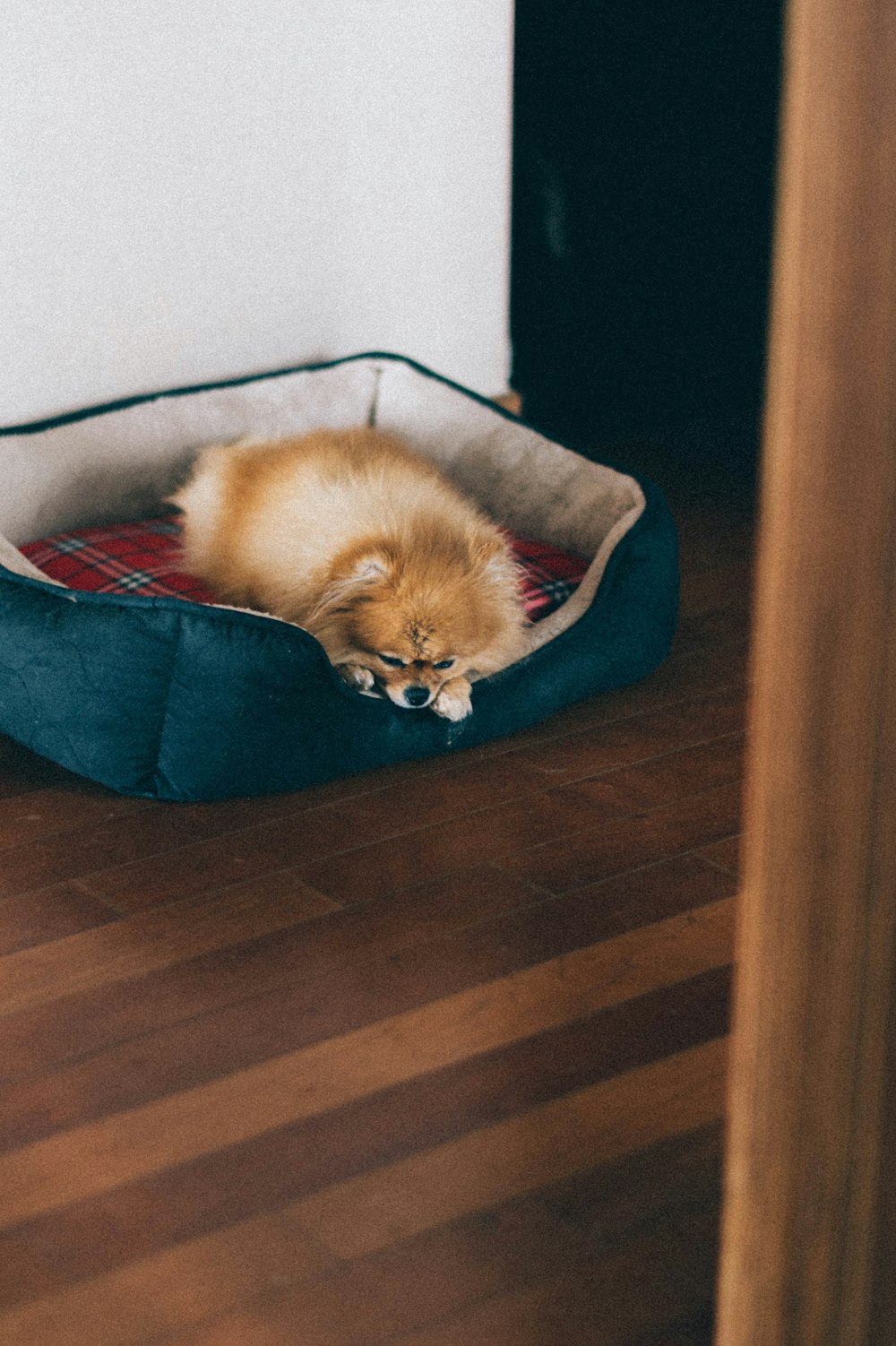 brown pomeranian lying on blue pillow