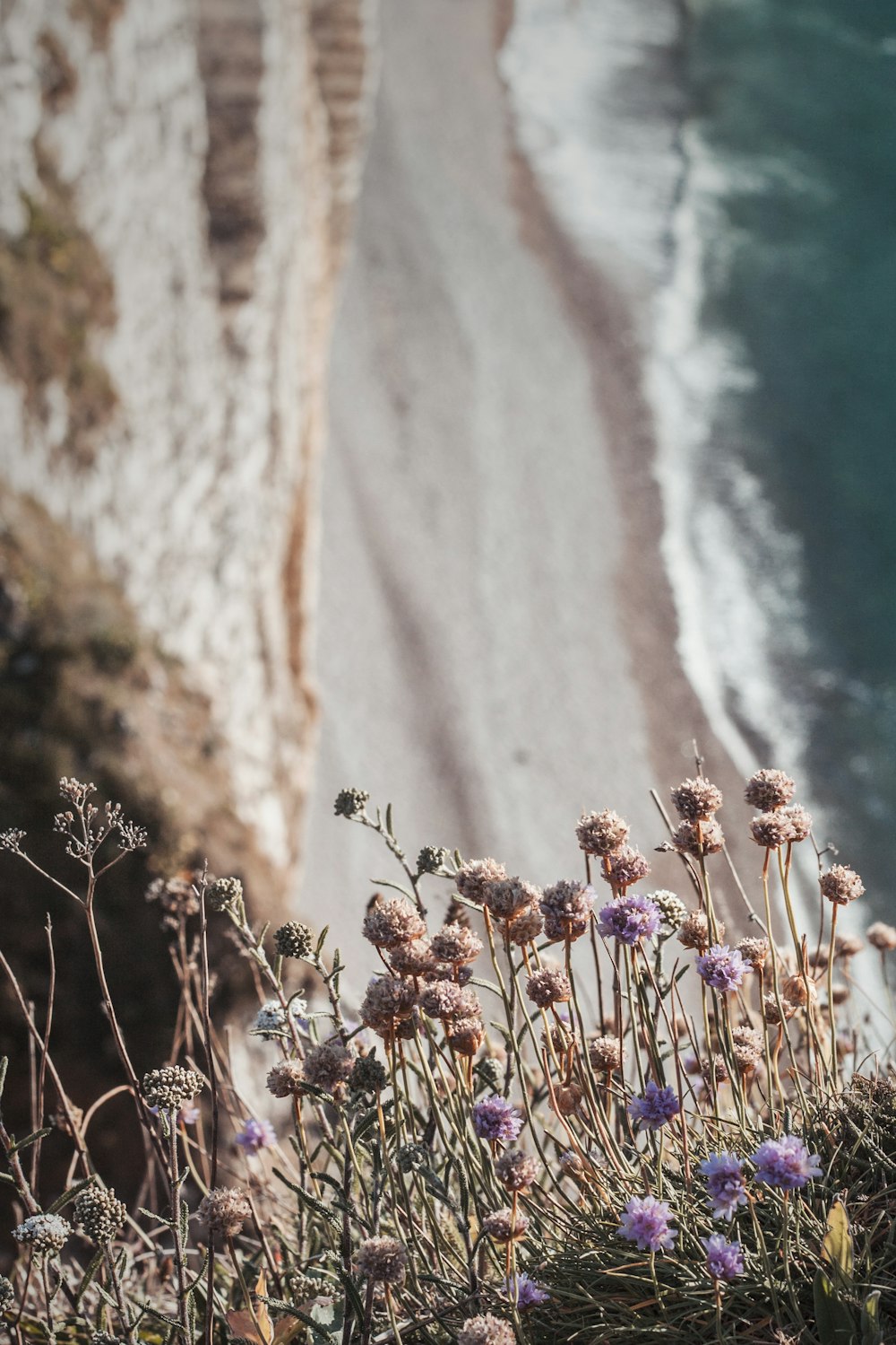 pink flowers on brown rock formation near body of water during daytime