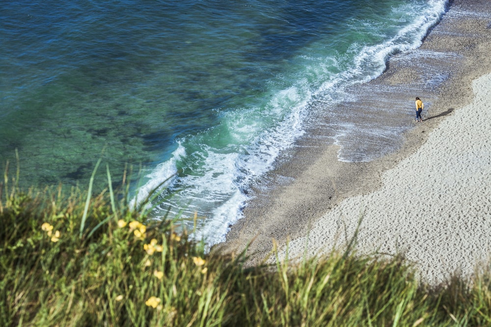 日中の水域近くの茶色の砂浜の緑の草