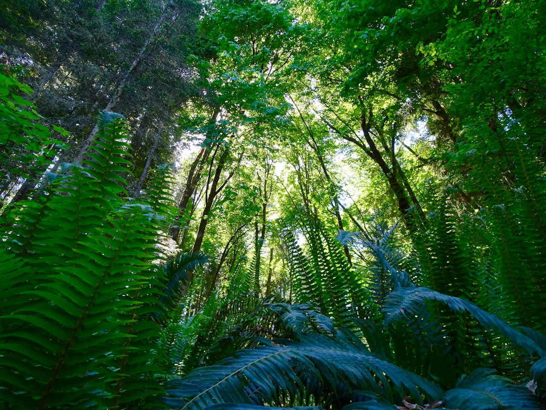 Forest photo spot Comox Valley Regional District Lone Cone