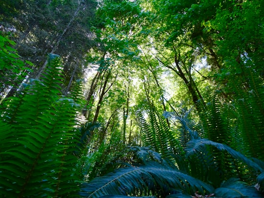 green leaf trees during daytime in Comox Valley Regional District Canada