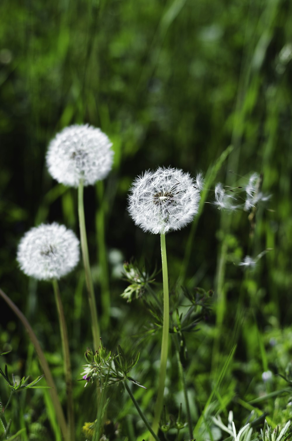 white dandelion in close up photography