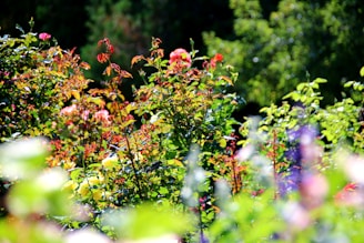 A vibrant garden showcasing an array of healthy plants.