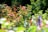 A vibrant community garden filled with diverse plants and smiling volunteers.