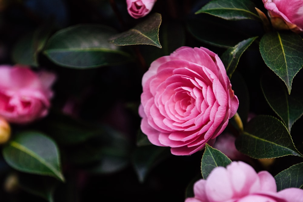 pink rose in bloom during daytime