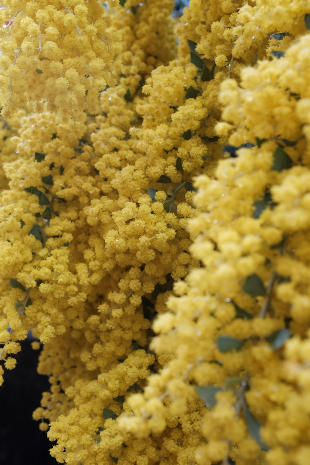 yellow and white flower petals