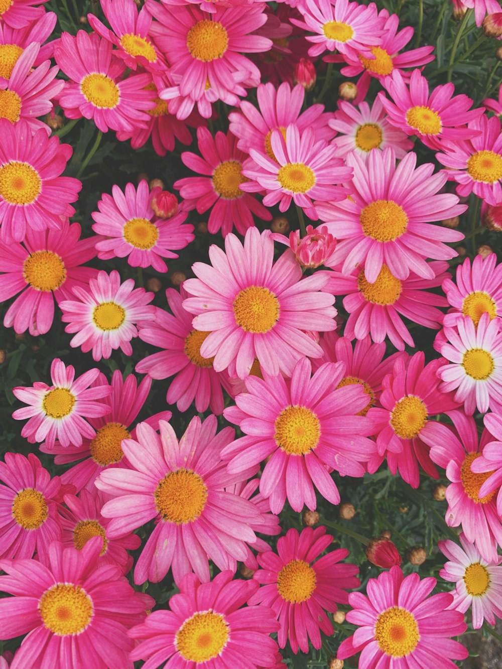 분홍색과 흰색 꽃밭
