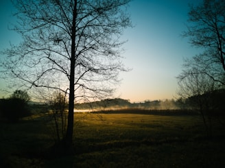 A serene morning landscape with soft sunlight filtering through leafy trees over a calm field.