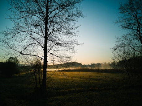 A serene morning landscape with soft sunlight filtering through leafy trees over a calm field.