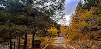 The image features a serene autumn landscape with a path leading to a small house. Tall pine trees and vibrant foliage in shades of yellow and orange line the path. The sky is overcast, adding a touch of tranquility to the scene.