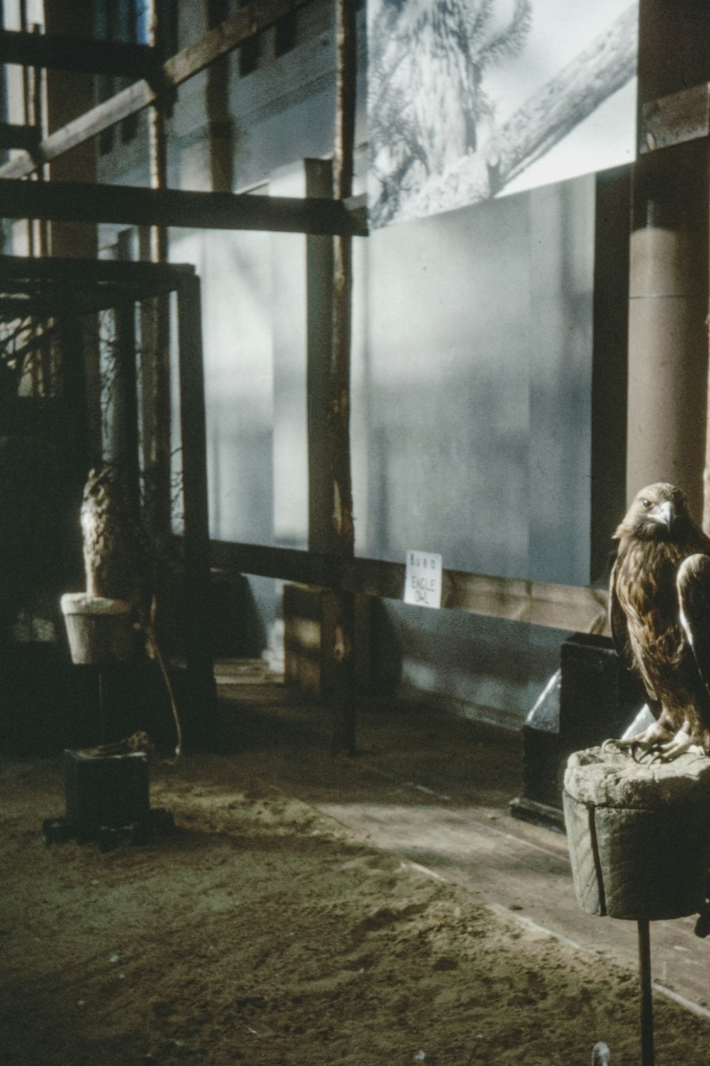 brown and white bird on brown wooden table