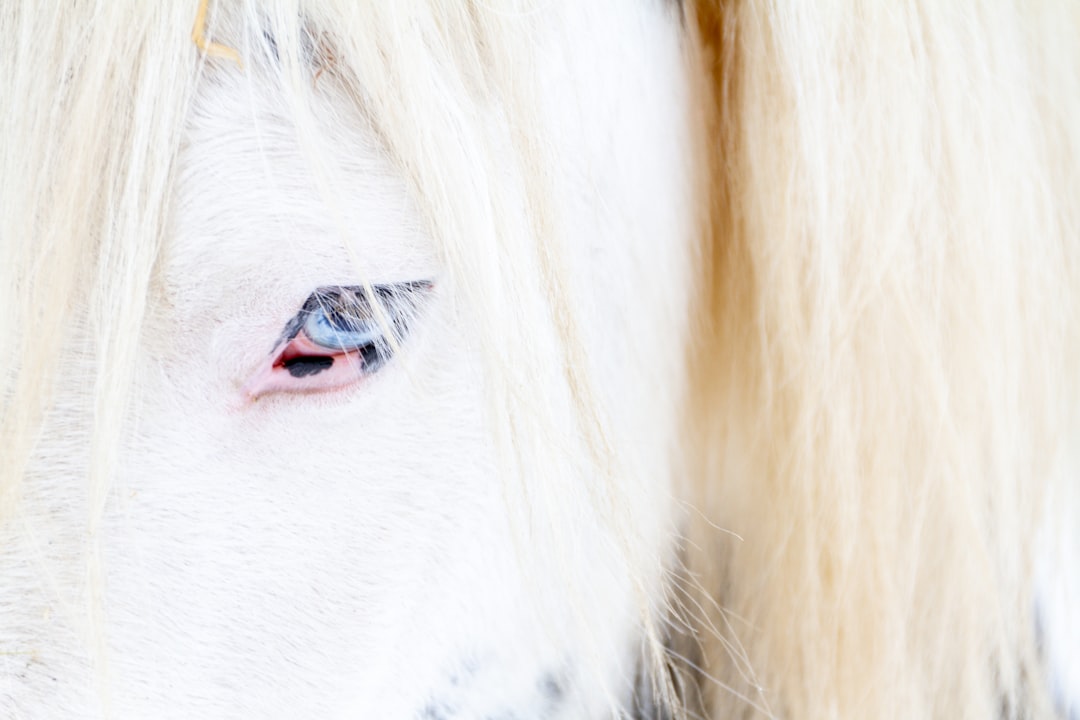 white horse nose in close up photography