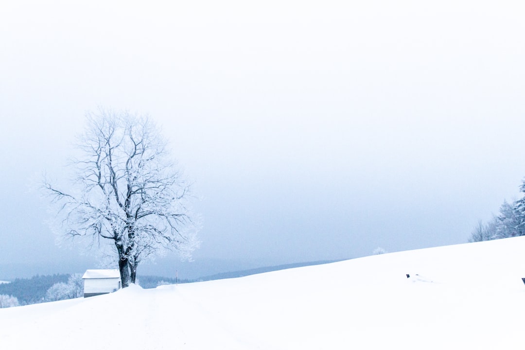 bare tree on snow covered ground