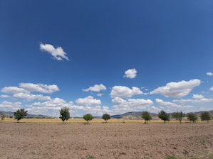 Volunteers planting trees along a rural pathway under a clear sky.