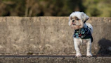 A small dog wearing a colorful bandana, looking excited and ready for adventure.