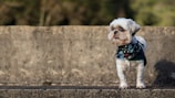 A small dog with a stylish haircut and a colorful bandana, happily posing after a grooming session outdoors.