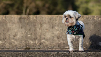 Small dog with a stylish bandana and matching collar standing on cobblestone street.