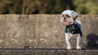 A small dog with a colorful bandana around its neck, freshly groomed and looking playful outdoors.