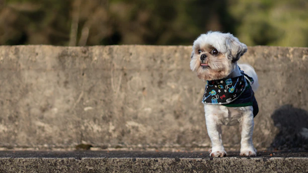 Small dog with a stylish bandana and matching collar standing on cobblestone street.