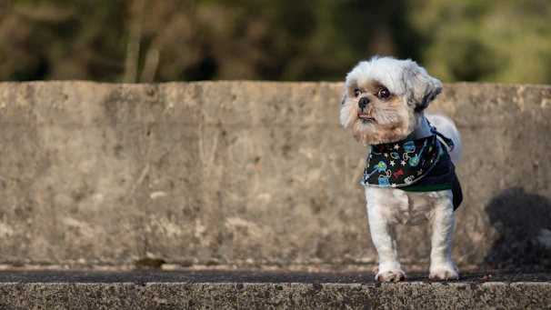 A fluffy white dog with a colorful bandana after grooming, looking cheerful.