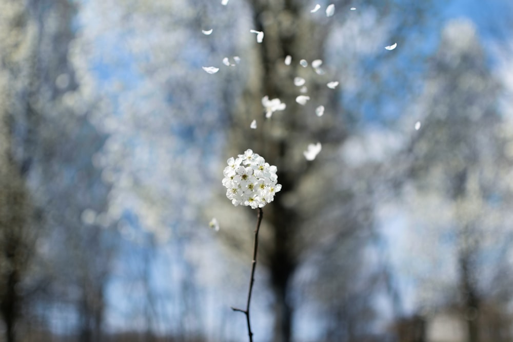 white flower in tilt shift lens