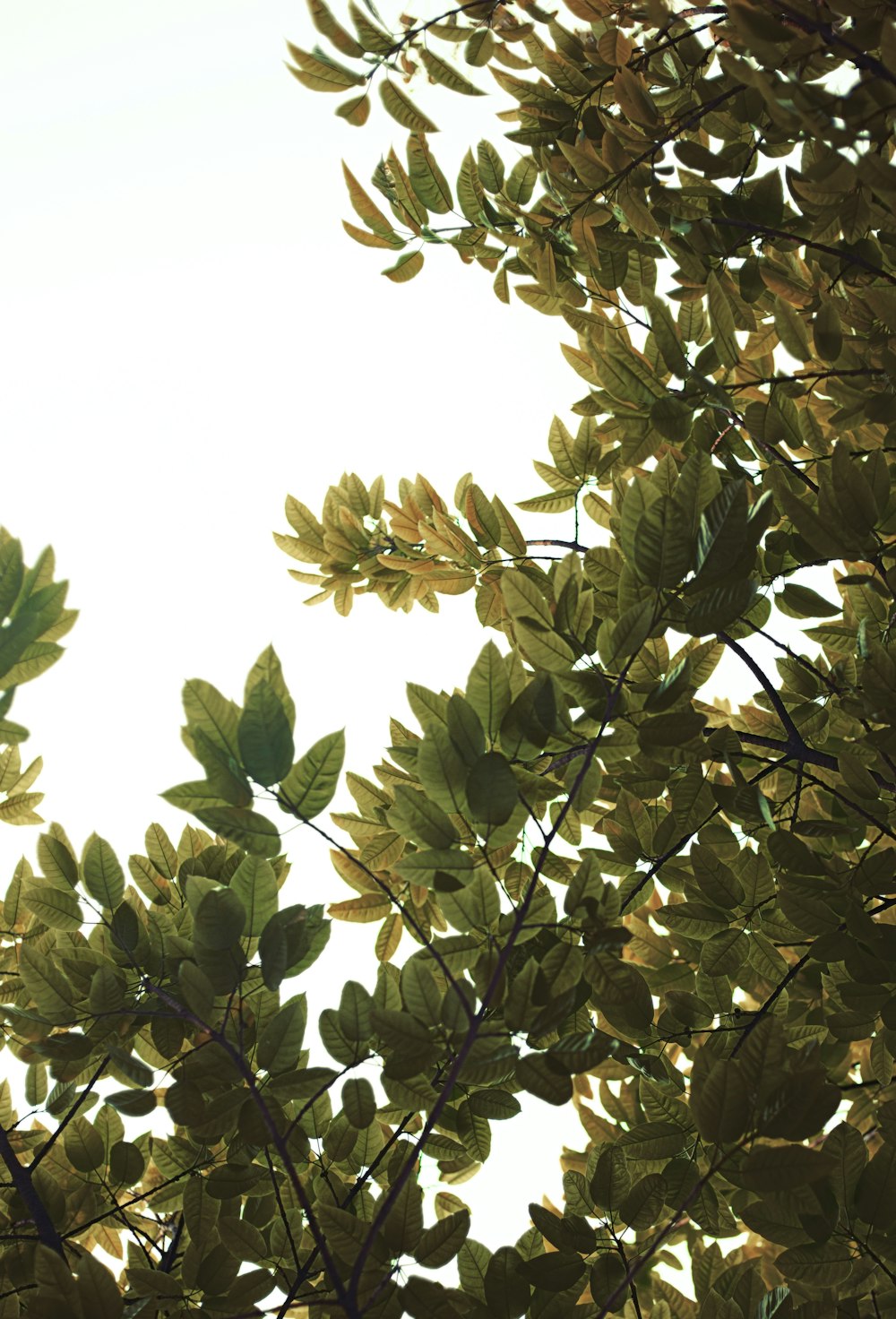 green leaves under white sky during daytime