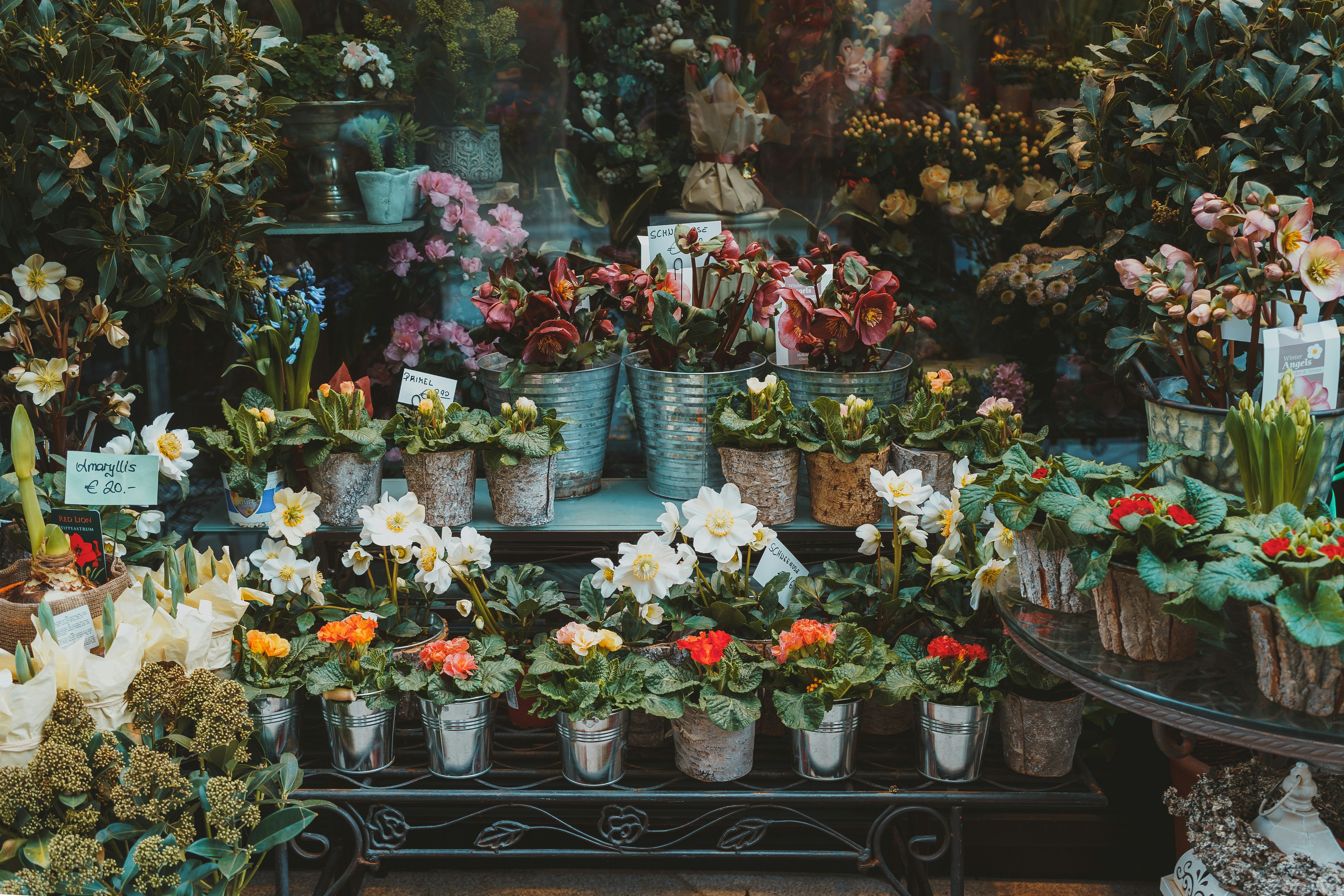 Cozy flower shop