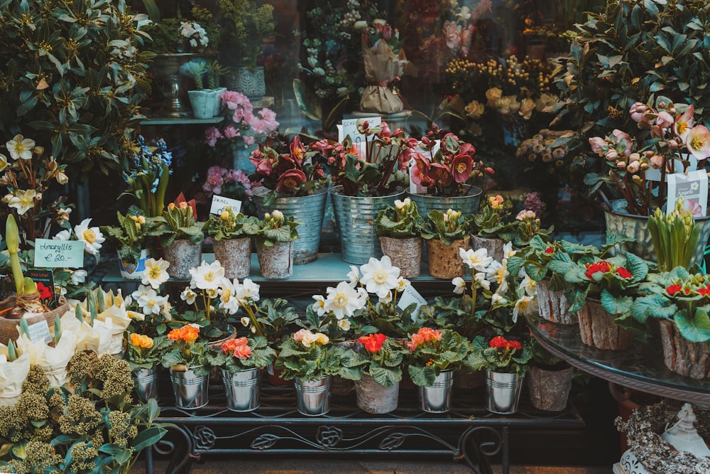 500+ Flower Shop Pictures | Download Free Images on Unsplash