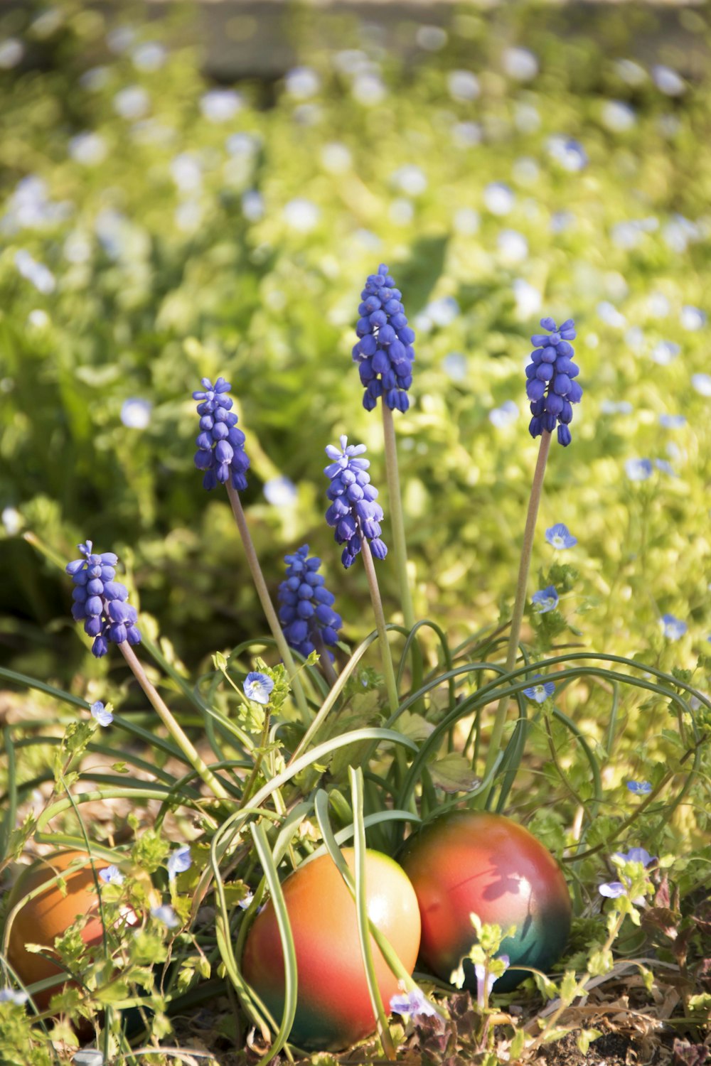 blue and red round fruit on green grass during daytime