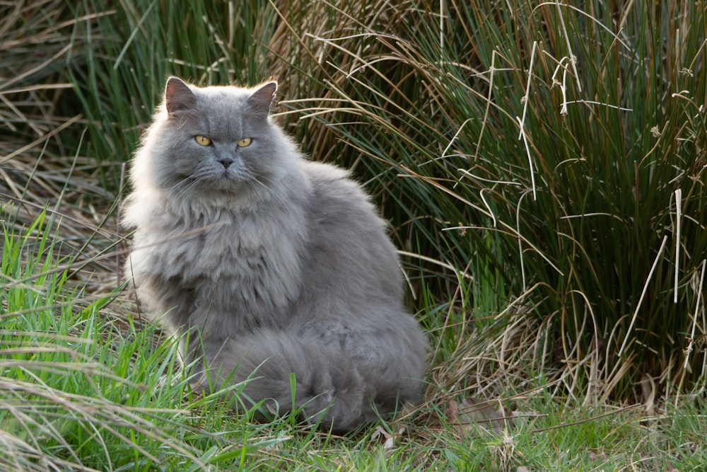 gray persian cat on green grass