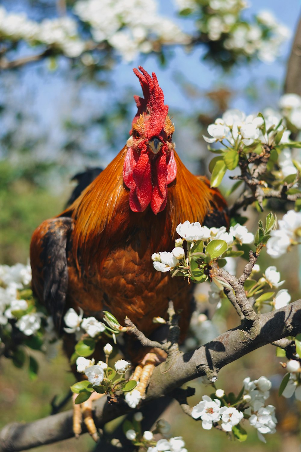 red rooster on brown tree branch during daytime